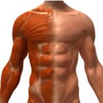 antioxidantes y masa muscular