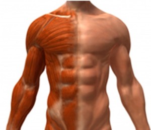 antioxidantes y masa muscular