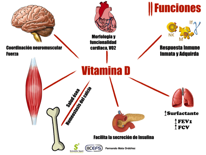 5 Beneficios De La Vitamina D Para Tus Musculos 1288