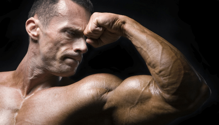 Desarrollo de los músculos 
