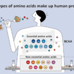 Combinación de aminoácidos y proteínas en el cuerpo.