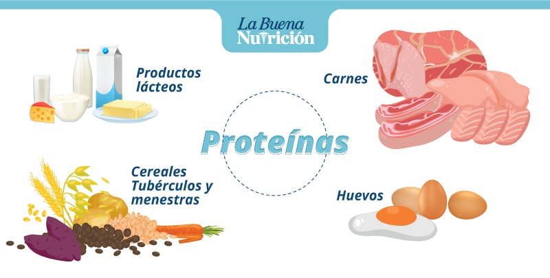 ¿Cuál Es El Alimento Que Tiene Más Proteínas?