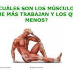 ¿Cuál Es El Músculo Que Más Trabajan?
