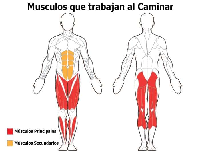 Какие мышцы качаются при беге. Какие мышцы задействованы при беге. Бег мышцы задействованы. Какие мышцы работают при беге. Мышцы задействованные при ходьбе.