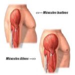 Factores que estimulan el crecimiento muscular.