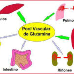 La ubicación de la eliminación de glutamina en el cuerpo.